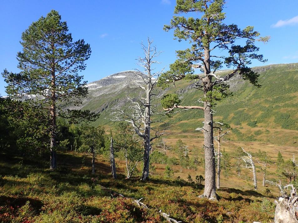 Oppstigninga fra Vindøldalen mot