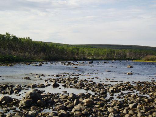 Der røya og ørreten dominerte fram til år 2000.