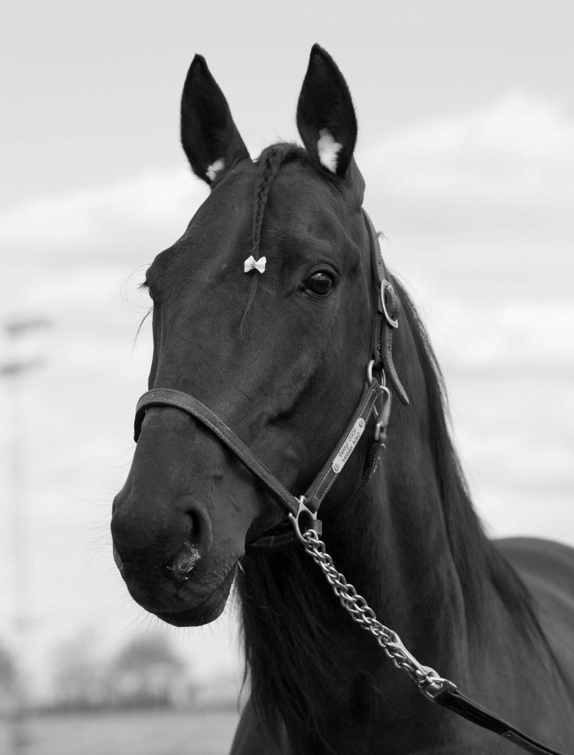 Løpsbulletinen Mars 2012 Vinner av Prix De Luxembourg 2012: Yarrah Boko (Foto: