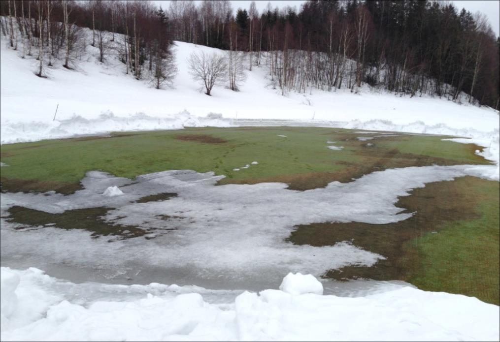 Bilde 5. Green nr 18 på Kongsberg GK i begynnelsen av april. Der det gikk smeltevann over greenen hjalp det lite at hundekvein hadde stor toleranse for isdekke. Foto: Bjørn Erik Dalshagen.