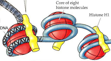 Epigenetikk-histoner Det skjer i også i form av histoner. Det er spoler som de 2m lange DNA-trådene i kjernen kan kveiles opp på.