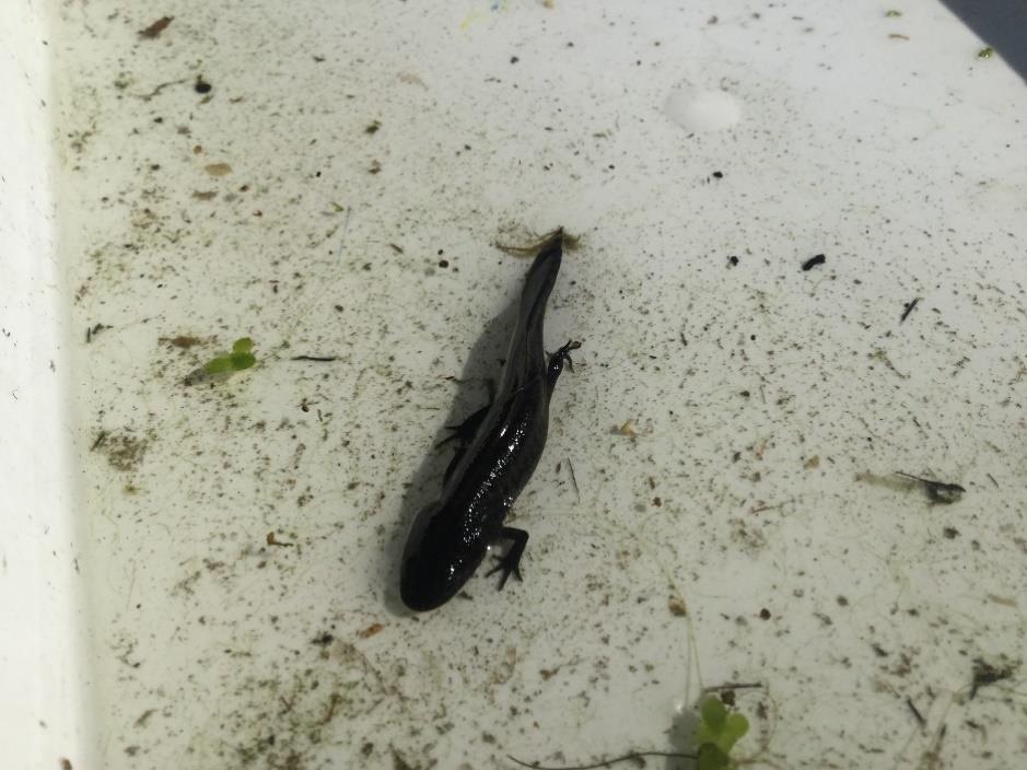 Resultater Amfibier Larver av både storsalamander og småsalamander ble påvist under feltarbeidet (Figur 4). Larver av salamander ble fanget med stangsil eller tatt som bifangst i de finmaskede rusene.