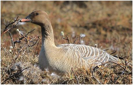 Greinilega voru þetta ekki Pink Footed Geese svo möguleg stökkbreyting og