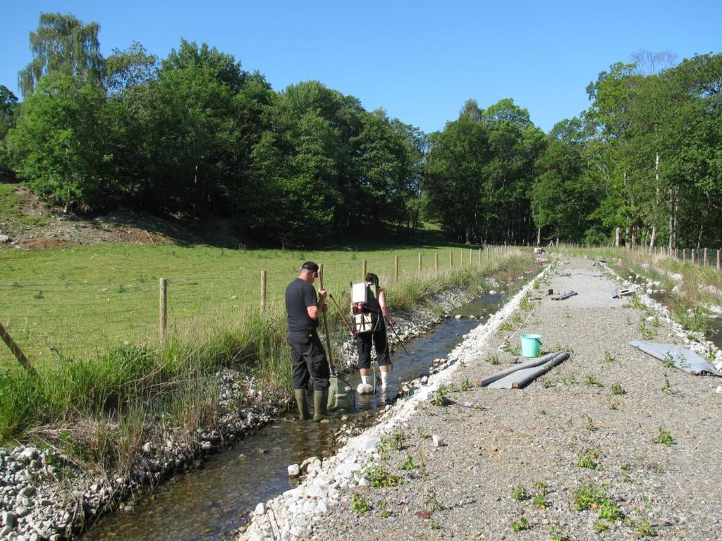 group) individuals respectively. The fry were left for five weeks before being recaptured by electrofishing.