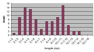 Figur 10. Estimert alder etter Mutvei & Dunca (1995). Beregnet for elvemusling med større skallengde enn 60 millimeter registrert på stasjon 2 i Numedalslågen.