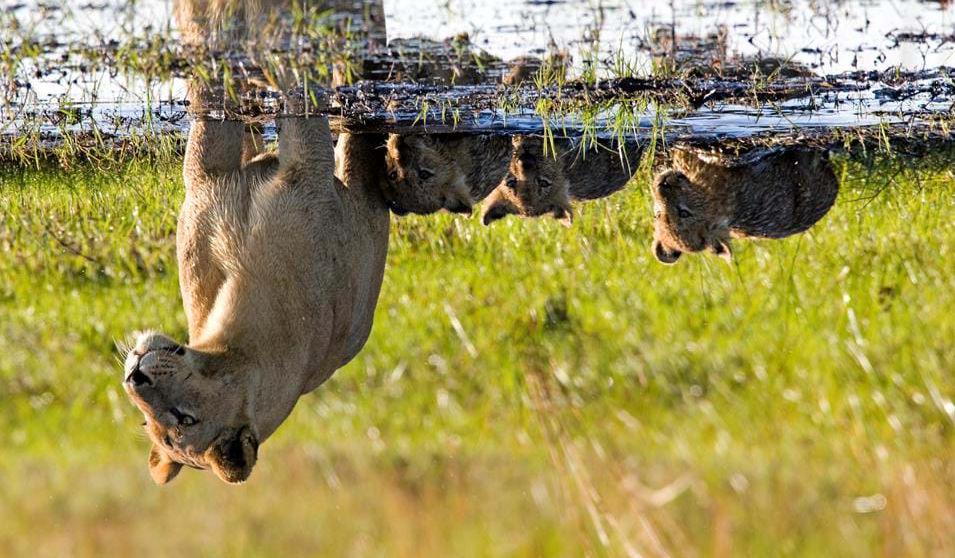 Løver i Okavangodeltaet, Botswana - Ferie i Afrika Inkluderte måltider: Frokost Overnatting: Victoria Falls Rainbow Hotel eller tilsvarende Dag 23: Victoriafallene - Johannesburg I dag slutter