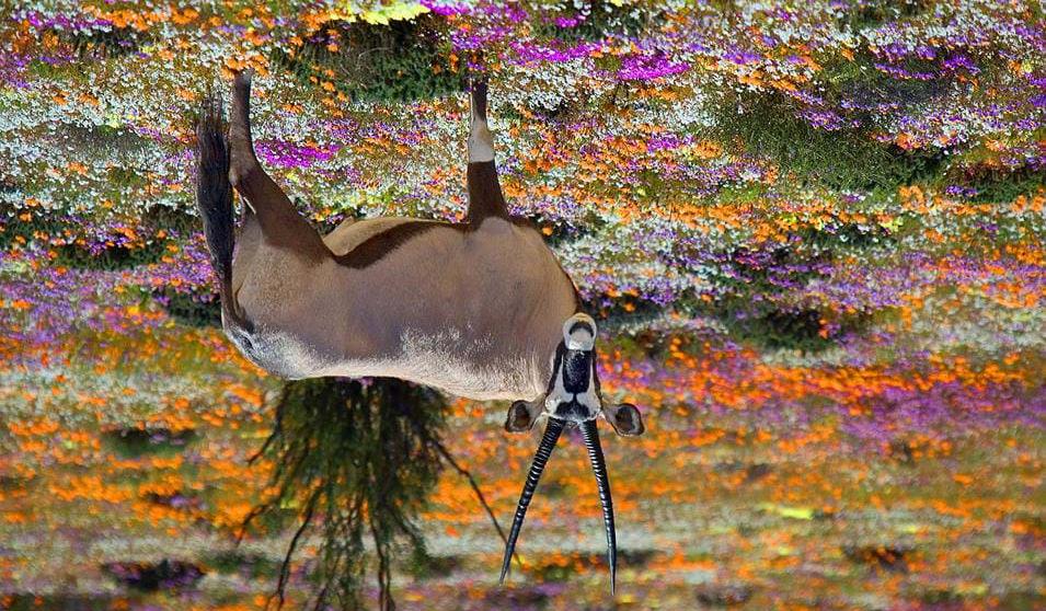 En oryx i Namaqualand, Sør-Afrika- Ferie i Afrika har oppnådd et internasjonalt rykte som et sunt og forfriskende alternativ til vanlig te.