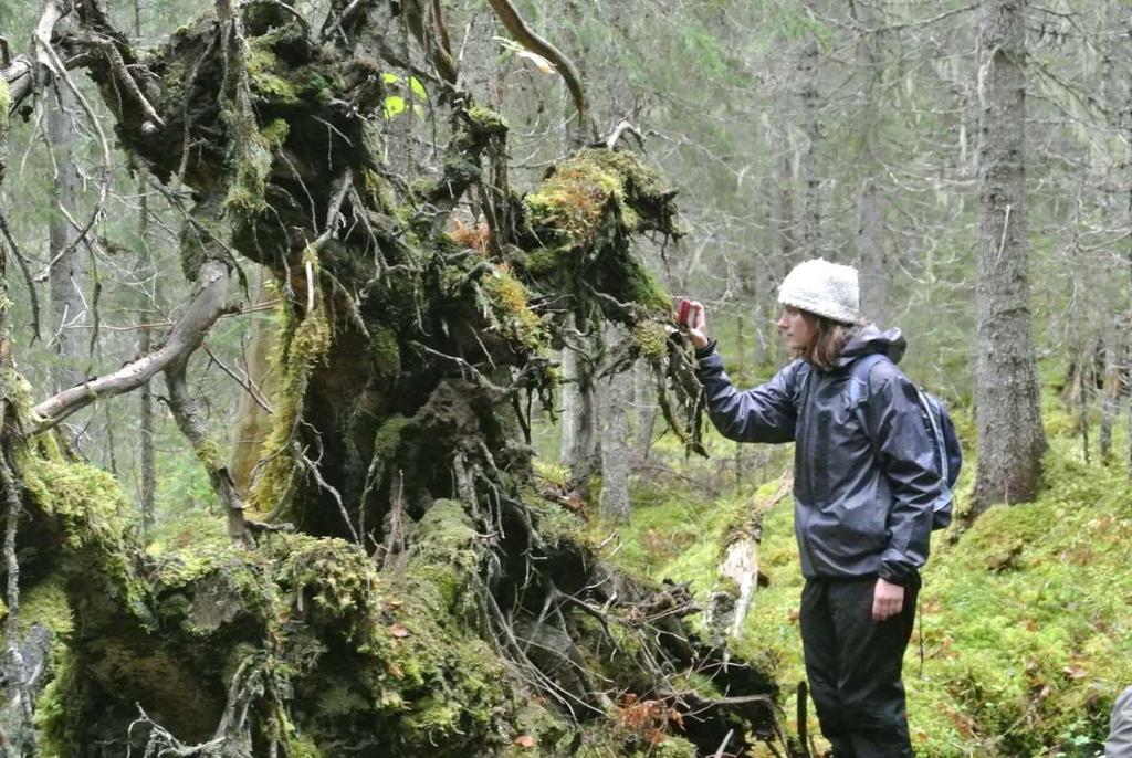 13. 15 oktober: Tur til kystregnskogen i Namsos Naturvernforbundet