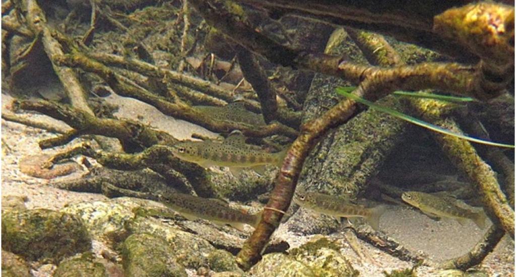 Insekter som faller ned fra trær og vegetasjon er mat