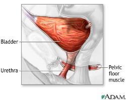 Fødsel gir ofte skade på lukkemuskulatur i urinrøret og bekkenbunn, og redusert mengde østrogen etter overgangsalderen