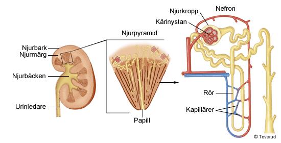 Disposisjon Glomerulonefritt Blærekreft Nyresvikt Kronisk Akutt Urinveisinfeksjon Blærekatarr Nyrebekkenbetennelse Nyrestein Prostatasykdommer Prostatahyperplasi Prostatakreft Inkontinens Urinkateter