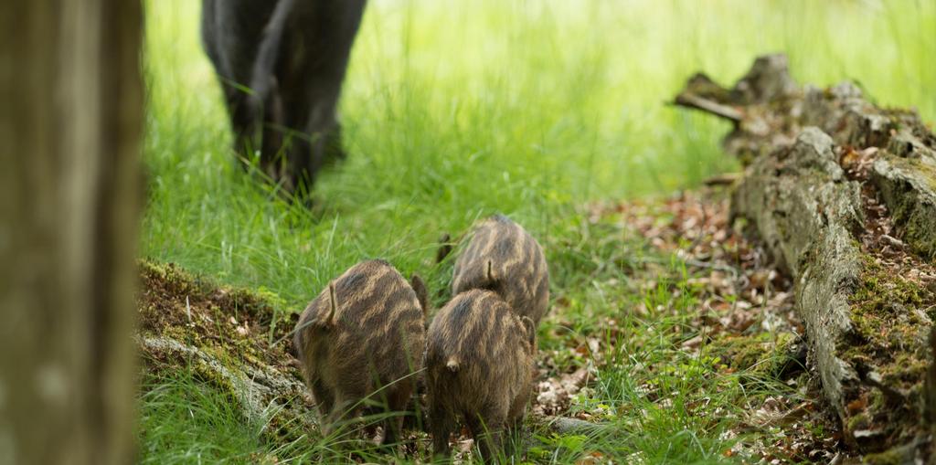 Foto: Thomas Ohlsson Villsvin kan ha alvorlig innvirkning på både jordbruk og naturlige