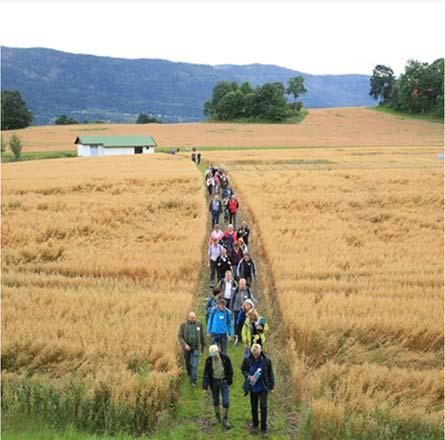 Bilde 25. Artsrik villeng langs gammel driftsvei i åkerkant. Fra Nord-Odal kommune. Bilde 26. Tilrettelagt sti gjennom kornåker til nasjonalt kulturminne. Fra Hole kommune.