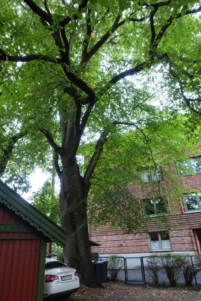 Hensikten er å bevare hagen med dens hageelementer som del av det historiske anlegget knyttet til boligen, og som en bevart hage fra den første