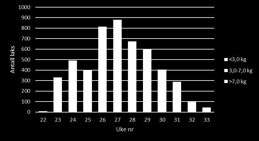 laks i uke 26 og 27, altså i månedsskiftet mellom juni og juli. Også i ukene fram til og med uke 29 (nest siste uke i juli) ble det rapportert om fangst av mye laks (596-879 laks i uka).