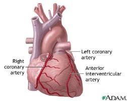 Hjertets anatomi - koronararteriene Koronararteriene (kransårene) forsyner hjertemuskulaturen (myokard). Går ut fra aorta like etter aortaklaffen.