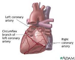 Hjertesyklus En hjertesyklus består av de to fasene systole og diastole Musklene i forkamrene og hjertekamrene trekker seg rytmisk sammen i et tempo som avhenger av aktiviteten i resten