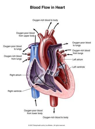 Periodene da hjertet trekker seg sammen (systole), etterfølges hver gang av en hvileperiode (diastole). Hvileperioden varer omtrent dobbelt så lenge som sammentrekningsfasen.