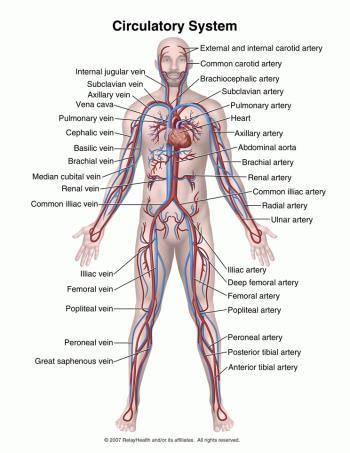 Sirkulasjonssystemet Arterier ledning og distribusjon Kapillærer utveksling Vener lagrer Hjertet pumpen Arterier ledning Transporterer oksygenrikt blod ut i kroppen. Høyt trykk tykke elastiske vegger.