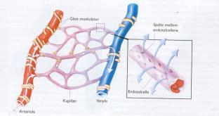 Kapillærer Nettverk med tynne og trange kar. Vegg med kun 1 cellelag kort avstand mellom blod og vev. Mange forgreninger stort total tverrsnitt. Funksjoner Gassutveksling: O 2 avgis, CO 2 tas opp.