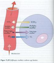 Diffusjon er avhengig av konsentrasjonsforskjellene mellom blod og vev f.eks. CO 2 går fra vevene til blodet pga høy konsentrasjon i vevet. Kapillærveggens gjennomtrengeligheten for hvert stoff.