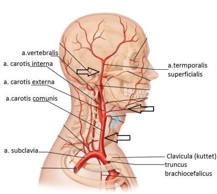 carotis på halsen - a. facialis i kjevevinkelen - a. temporalis superficialis rett foran ytre øyeåpning - a. femoralis i lysken - a.