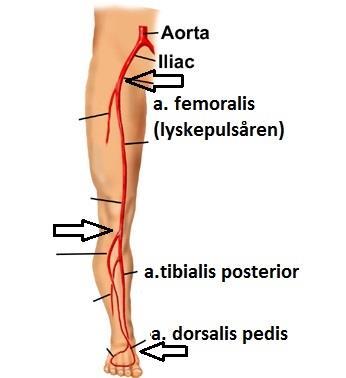 Arterier fot (Pilene viser hvor pulsen kan kjennes) a.profunda femoris a. a. poplitea poplitea a. tibialis anterior Arterier arm(pilene viser hvor pulsen kan kjennes) a. subclavia a. brachialis a.