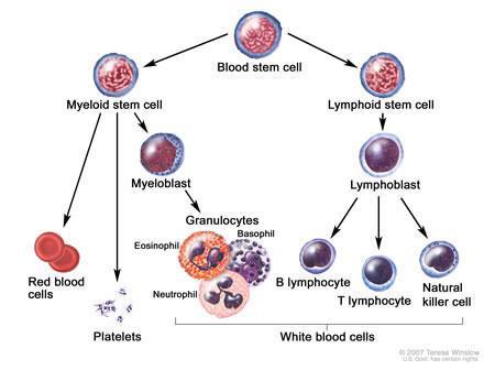Produksjon av blodceller Alle blodceller produseres fra samme celletype i benmargen stamcellene.