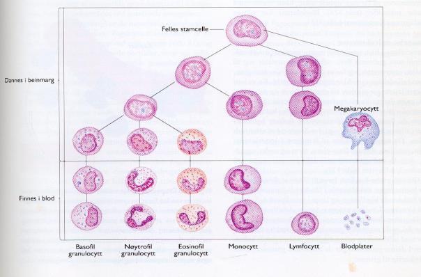 eks. fra tarm Hvite blodceller - leukocytter Leukos = hvit, cytter = celler Produseres og
