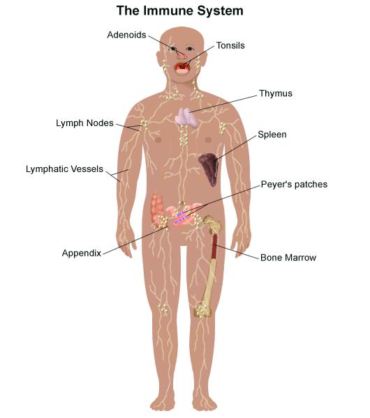 Leukocytter Produksjon og modning Granulocytter og monocytter produseres i beinmargen.
