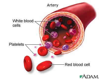 Blodplater - trombocytter Cellefragmenter fra megakaryocyt (stamcelle i benmarg). Små celler uten cellekjerne. Levetid 9 11 dager Hovedoppgave er å delta i hemostasen Blodplater trombocytter, forts.