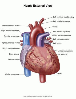 Hjertets anatomi de store kar Ut fra hjertet Hovedpulsåren (aorta) Pulmonalarterien Inn til hjertet Øvre og nedre hulvene (vena cava superior og