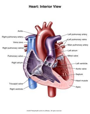 Hjertekamrene, forts. De fire kamrene i hjertet er på innsiden kledd med en hinne (endokardiet).