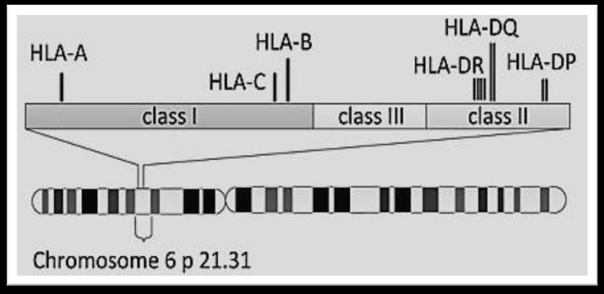 Genene for HLA ligger på kromosom 6 Fordi det er en entydig sammenheng når vi går fra gensekvens til aminosyresekvens, gjøres HLA-typing på gennivå (HLA-gener).