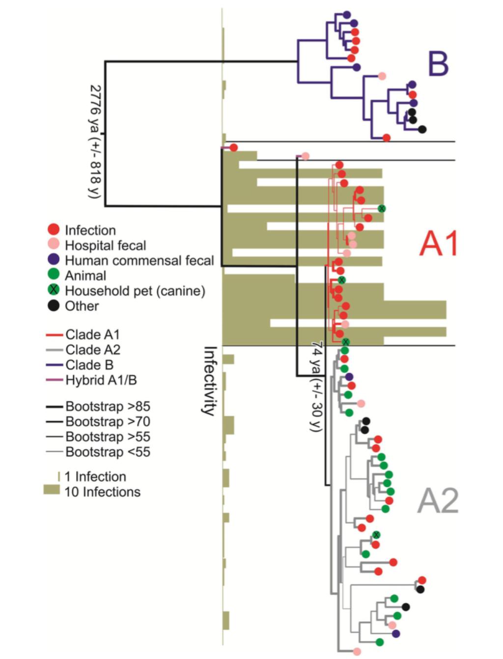 E. faecium suksessfulle sykehuskloner Genomer > 25% større enn hos kommensale isolater Akkumulert resistens