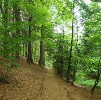 gneis Belegningsstein Forekommer sjelden i tettsted, muligens i parker Naturlig underlag