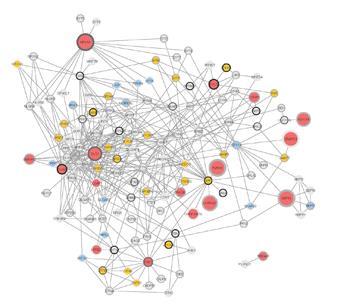 Rather, these 'peripheral' variants probably act through complex biochemical regulatory networks to influence the activity of a