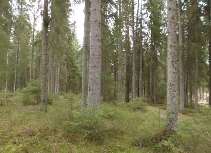 for skogbruket» (NMSK) i Levanger kommune Av forskrift om
