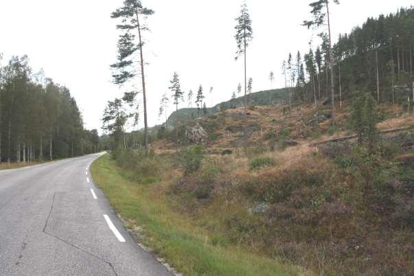 2 Dagens bruk Planområdet er i dag i hovedsak ubebygget og bevokst med busk og småtrær.