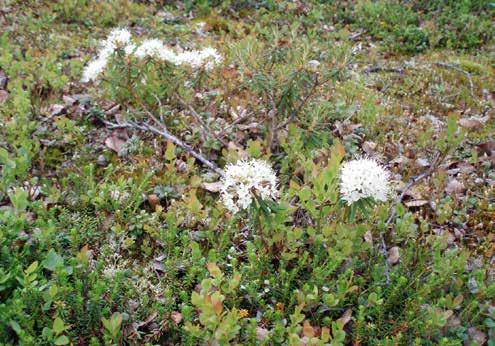 Egenskapene med hensyn til lukt og smak har sammenheng med hvilken funksjon oljen har hos planten. Skal den skremme bort insekter og andre snyltere, vil den gjerne lukte sterkt.