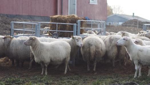 Kjøttkvalitet i norsk lammekjøtt Animalia er en nøytral bransjeaktør som tilbyr den norske kjøtt- og