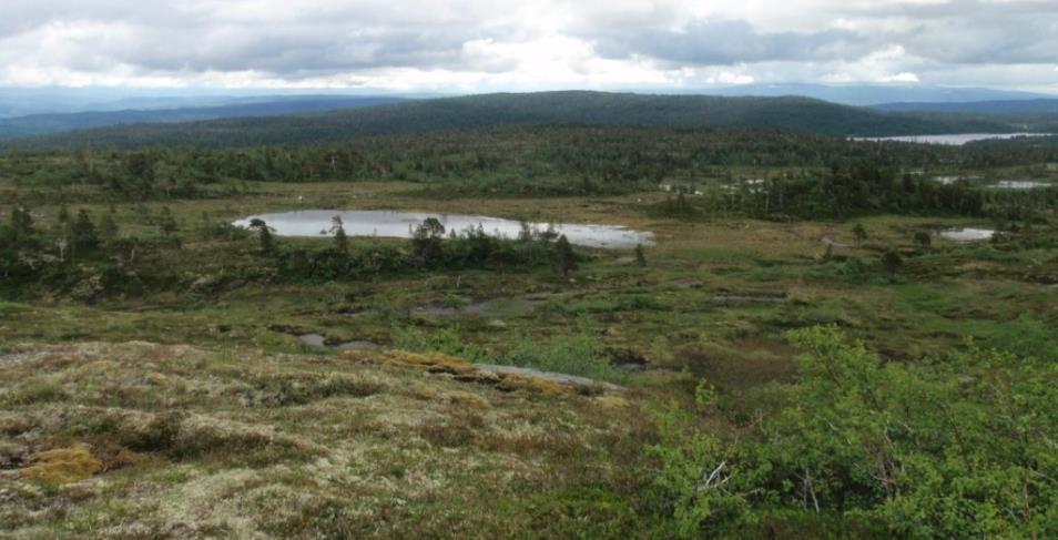 Figur 8-4. Område for adkomstvei, sett fra grensen for planområdet. Rensjøen skimtes bak til høyre. Bilde: Solveig Angell-Petersen, Sweco.