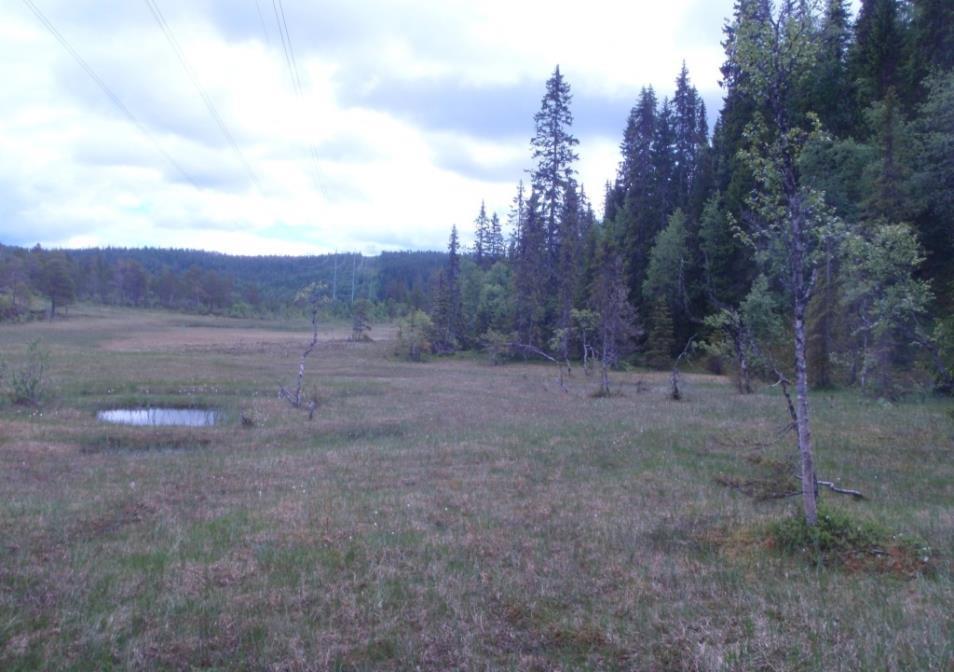 Bunnvegetasjonen i skogen i området øst for Selbusjøen er for en stor del fattig, med lyngdominans i granskogen og på fururabbene.
