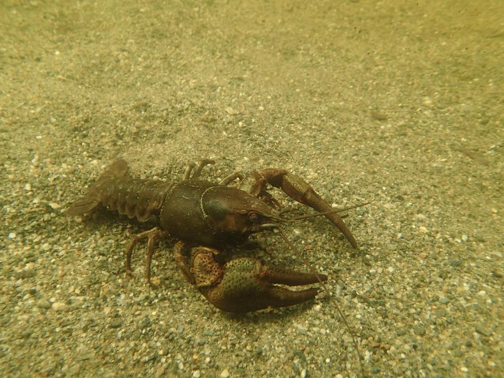 Figur 19. Edelkreps (Astacus astacus) i Kyvatnet den 14. juni. Foto: G. Kjærstad. 4.