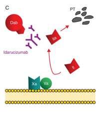 Idarusizumab antidot mot dabigatran Monoklonalt antistoff Binder