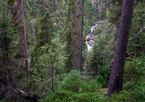 Nede i dalbunnen er lavfloraen svært rik, spesielt på bergvegger og løvtrær.