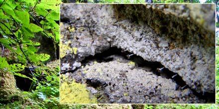 knappenålslavsamfunn inne i sprekkene, med huldrenål (Chaenotheca cinerea)