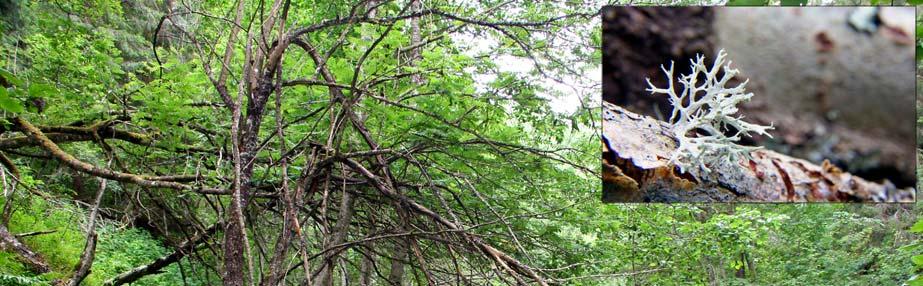 Særlig er ragglavsamfunnet karakteristisk, med småragg (Ramalina dilacerata)