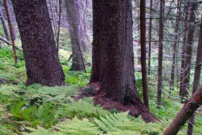Skogen er ofte betydelig påvirket av tidligere plukkhogster, med få gamle trær og lite