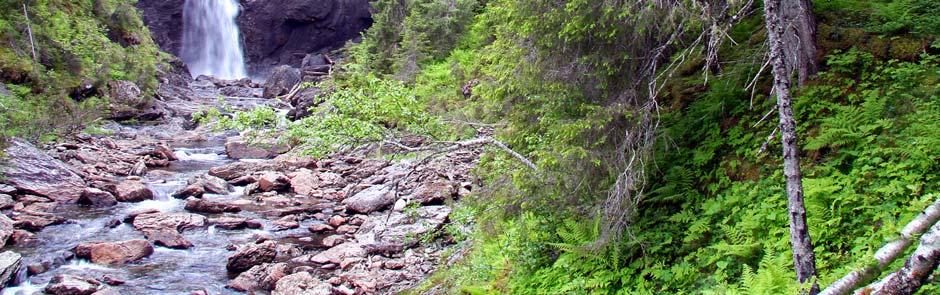 boreal regnskog, bl.a. med gullprikklav (Pseudocyphellaria crocata) (VU).